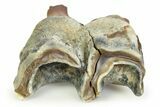 Fossil Woolly Rhino (Coelodonta) Tooth - Siberia #350943-2